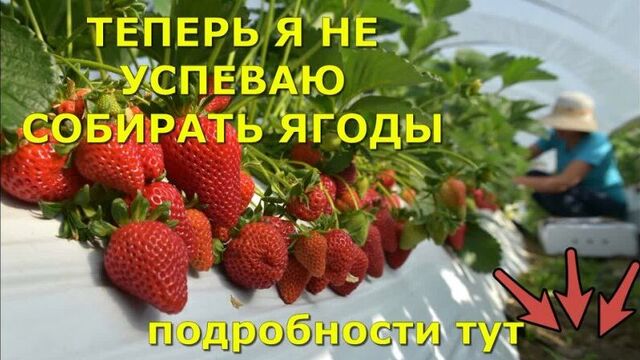 Video by Мудрый Дачник