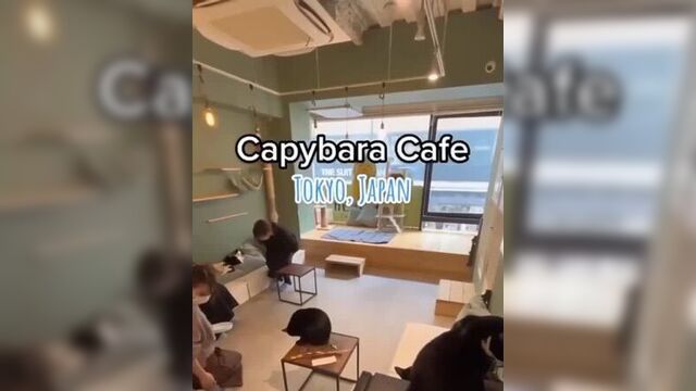 Кафе с капибарами