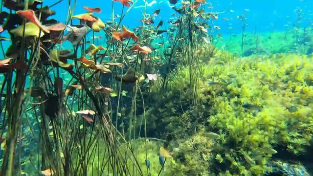 y2mate.com - Carla Underwater swimming in a Natural swimming pool part 2_1080p