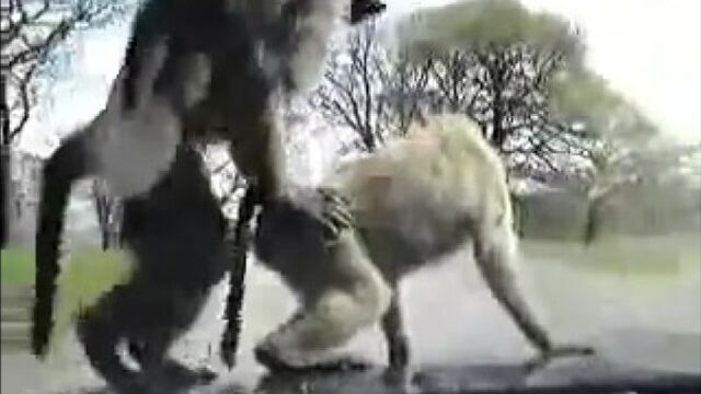 Zooporno