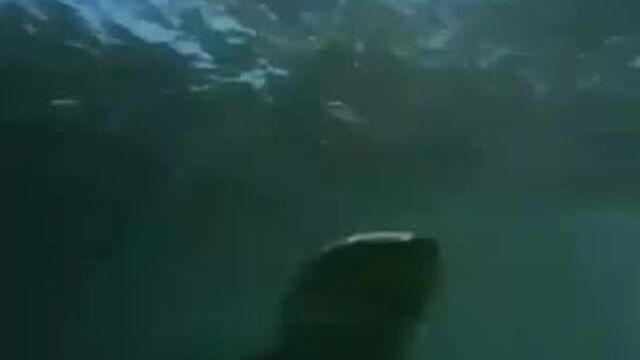Orca attack on Great White