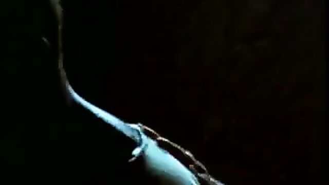 Pam Grier nude