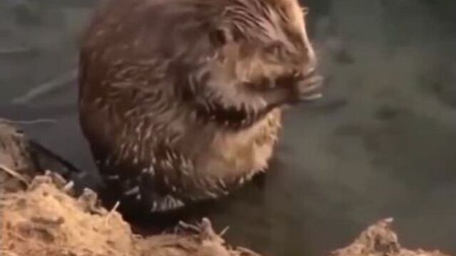 Video by Animal world | смешные животные