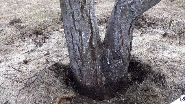 Обрезка сливы, как обрезать сливу, обрезка косточковых, обрезка сливы весной.