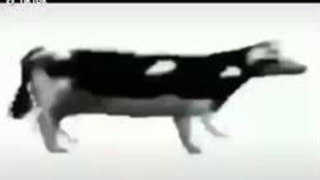 Танцующая корова