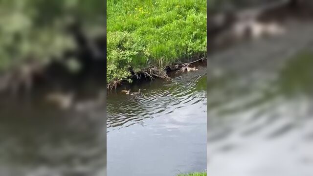 День. Ухта. Утиное семейство.mp4
