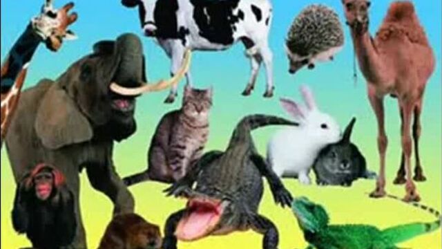 Я ебу собак, И всегда готов выебать сразу несколько котов