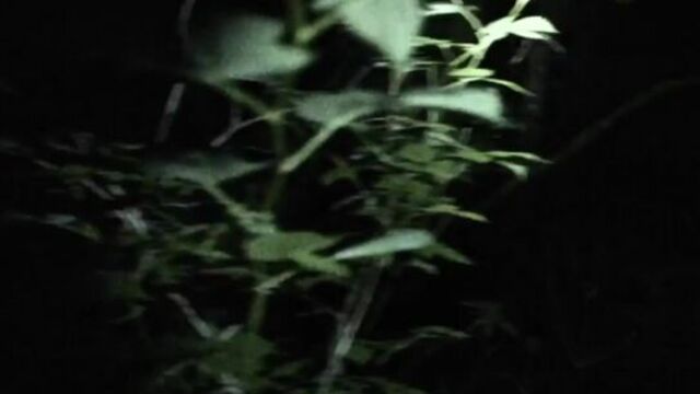 Ведьмы из Блэр: Новая глава / Blair Witch (2016) Русский Трейлер (2016) Ужасы