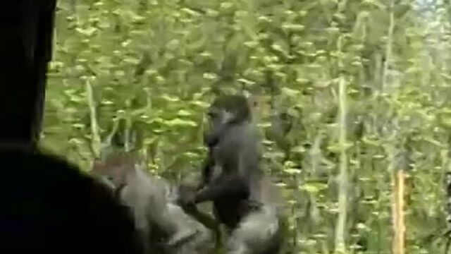 Обезьяны трахаются