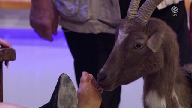 Enissa Amani Tiere wie wir (Goat licking feet)