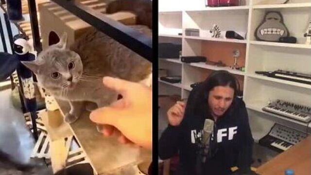 Alugalug Cat X The Kiffness