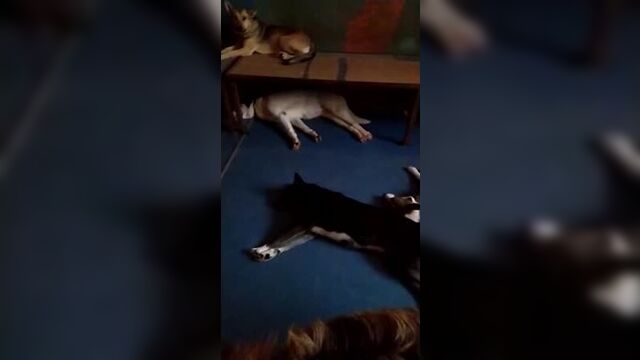 Video by Приют "Полянка"