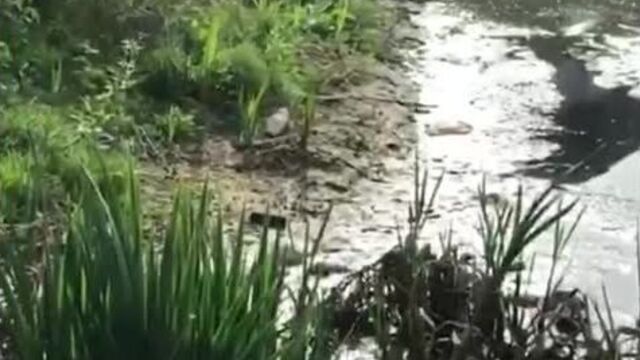 В подмосковной деревне Николо-Хованское подпольные цеха по прессовке мусора уничтожили местный пруд