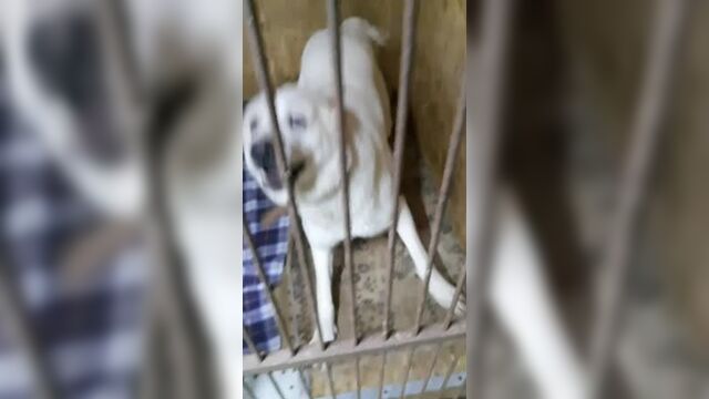 Аврора имеет огромный долг за передержку! Помогите!