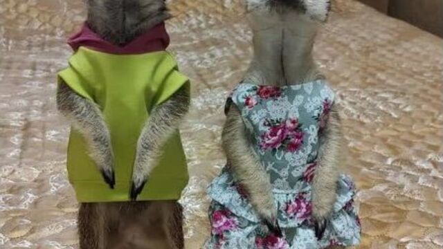 Video by КУРГАН | ЧП | ДТП | ЧС | ПРОИСШЕСТВИЯ | ИНЦИДЕНТ