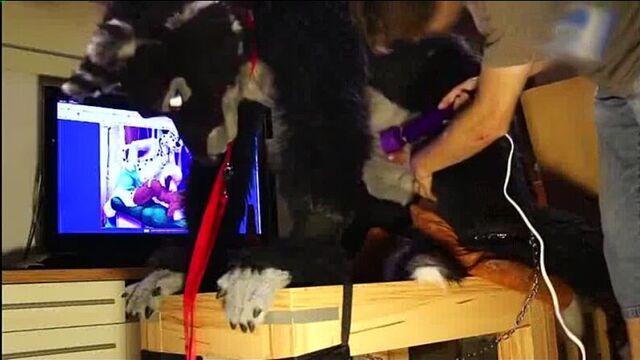 The Yiff _ Gallery - New Toy
