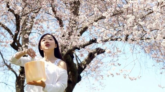 さくらさくら - Sakura Sakura - Japanese traditional folk song
