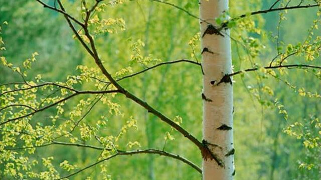 Белая береза, я тебя люблю! Клен. Поёт рядовой солдат. Belaya Berioza. Russian Birch-tree. Ordinary Russian Soldier Is Singing.