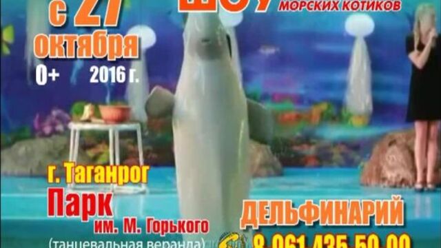 Дельфинарий в Таганроге 2016