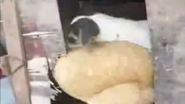 Пёс трахнул курицу