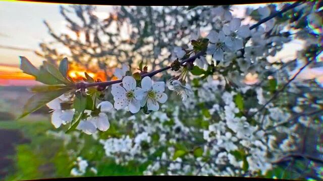 さくら SAKURA さくら