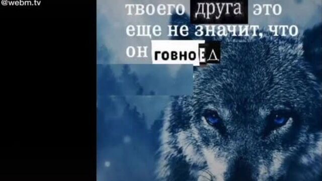 Цитаты Волка из ТикТока (Мем) - Волк не тот кто волк, а тот кто волк (Мемы про Волка) (720p)
