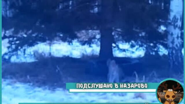 Video by Подслушано в Назарово