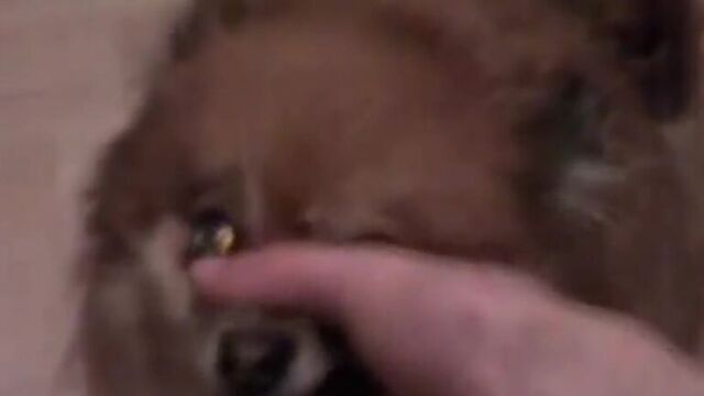 System Of A Down - Chop Suey! (Animal Cover) (6 sec)
