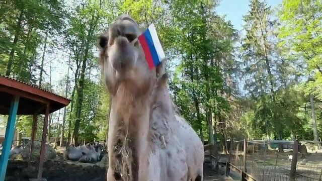 Верблюд Саламыч предсказал результат матча Россия — Дания