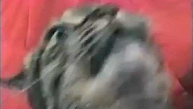 Вьетнамские флешбеки у кота.mp4