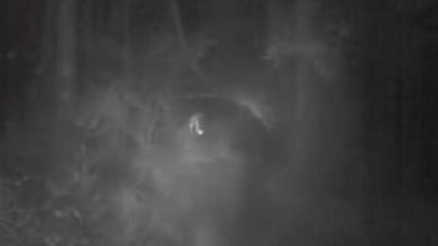 Снежного человека сняли на видео