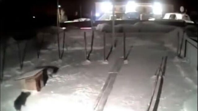 Video by Опасная Природа