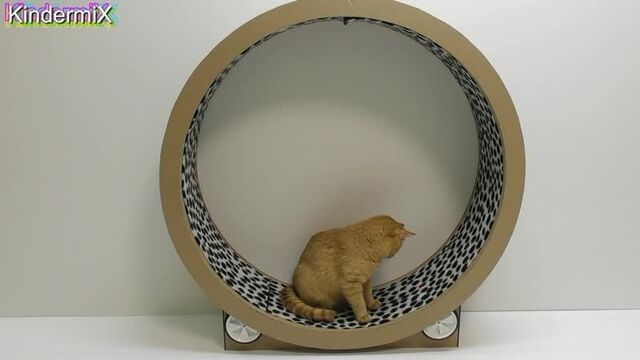 Беговое колесо для кошек своими руками / Cats Running Wheel from cardboard Cat Exercise Wheel Game trainer for cats