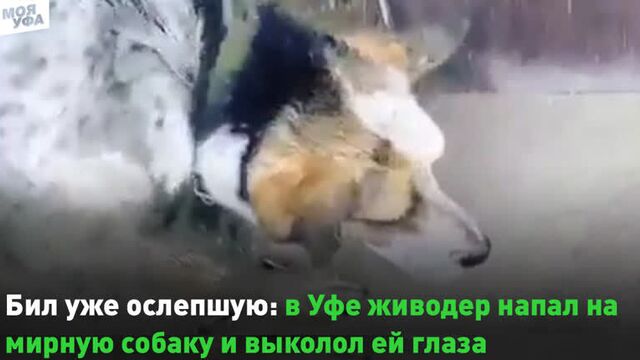 Бил уже ослепшую: в Уфе живодер напал на мирную собаку и выколол ей глаза