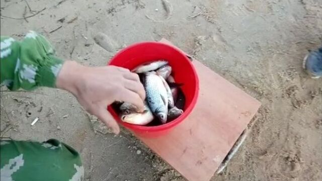 Отличный выходной. Погода супер,Волга порадовала.Трофеев нет,но отдохнули от души.Улов для начала сезона,отличный