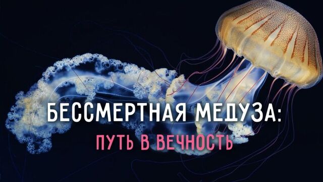 Бессмертная медуза: путь в вечность