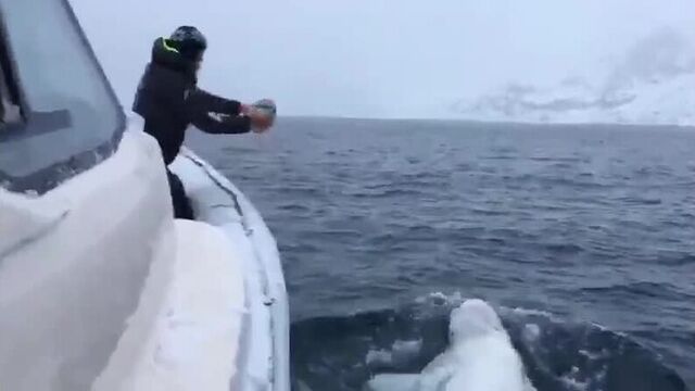 Белуха играет в регби с моряками в арктических водах