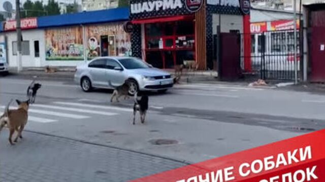 Бродячие собаки: добро, которое оборачивается, нападениями