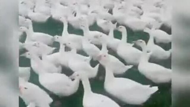 Атака клонов