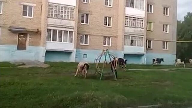 Video by Подслушано Ивдель News