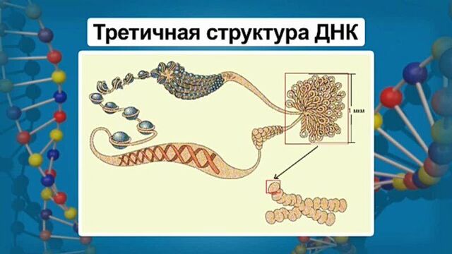 Биология. 10 класс. Урок 14. Нуклеиновые кислоты и их роль в жизнедеятельности клетки. Строение и функции ДНК.