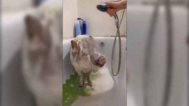 Блять свинья моется под эндшпиль