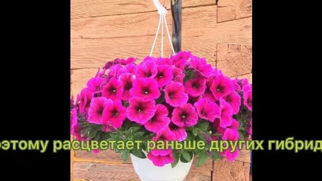 Video by Наша дача без нас плачет ♥ Советы-Дизайн-Рецепты