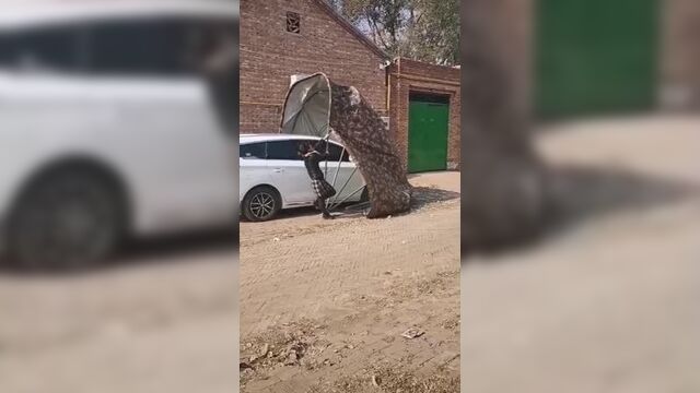 Автоматический автомобильный Зонт с дистанционным управление