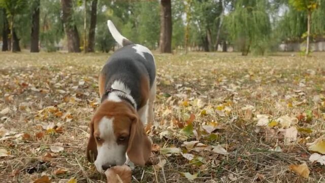 Бигль – все о породе собаки – Purina Pro Plan Ukraine
