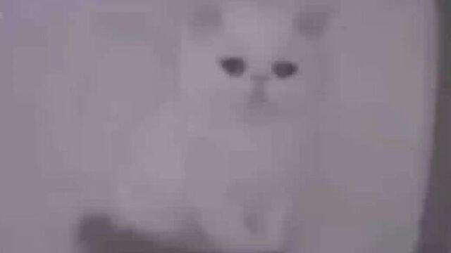 Котенок грустит