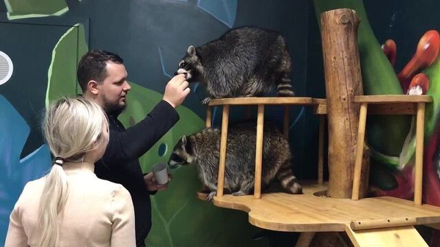Кадры с посещений. Енотовиль