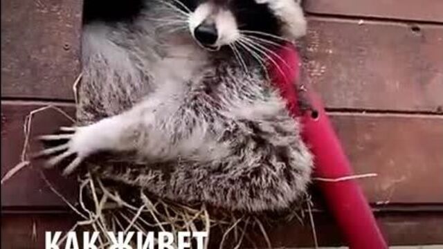 Как живет звезда Интернета енот Илюша