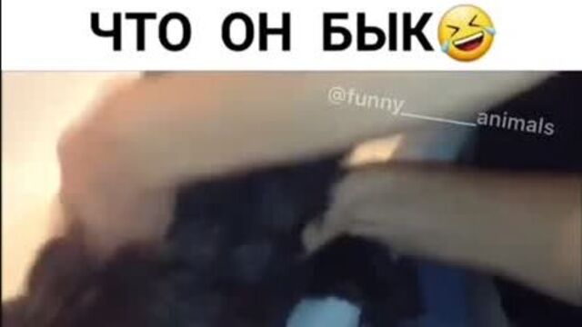 Кот кричит: - я бык! я мужик!