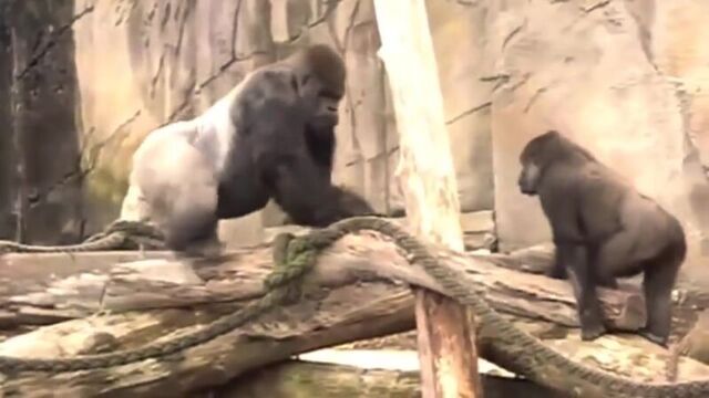 Monkey Mating in zoo Videos ● Funny Animals 2015 _ Спаривание обезьян в зоопарке видео